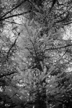 Kış manzarasının siyah ve beyaz fotoğrafçılığı, dondurucu sabahta ağaçların siluetleri.