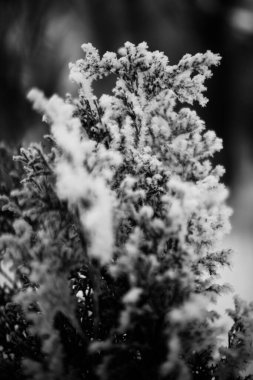 Kış manzarasının siyah ve beyaz fotoğrafları, soğuk mevsimde karla kaplı ağaç dalları.