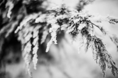 Kış manzarasının siyah ve beyaz fotoğrafları, soğuk mevsimde karla kaplı ağaç dalları.