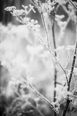 Kış manzarasının siyah ve beyaz fotoğrafları, soğuk mevsimde karla kaplı ağaç dalları.