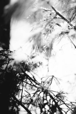 Kış ağacı dalları, soyut doğal dokuların manzara fotoğrafları.