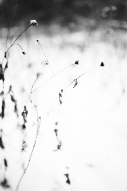 Ormandaki kuru bitkiler, hafif bir kar tabakasının altında, tarladaki bitkilerin güzel kış manzarası.