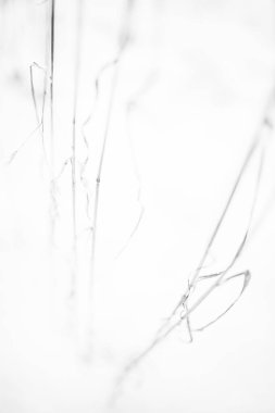 Kış ağacı dalları, soyut doğal dokuların manzara fotoğrafları.