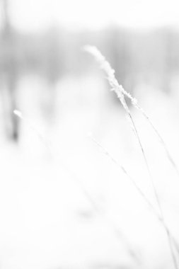 Ormandaki kuru bitkiler, hafif bir kar tabakasının altında, tarladaki bitkilerin güzel kış manzarası.