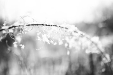 Ormandaki kuru bitkiler, hafif bir kar tabakasının altında, tarladaki bitkilerin güzel kış manzarası.