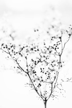 Ormandaki kuru bitkiler, hafif bir kar tabakasının altında, tarladaki bitkilerin güzel kış manzarası.