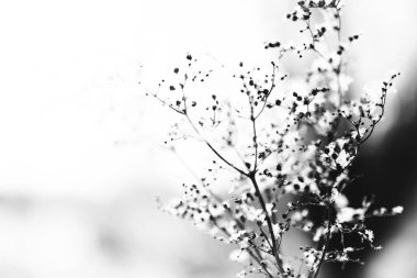 Ormandaki kuru bitkiler, hafif bir kar tabakasının altında, tarladaki bitkilerin güzel kış manzarası.