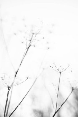 Ormandaki kuru bitkiler, hafif bir kar tabakasının altında, tarladaki bitkilerin güzel kış manzarası.