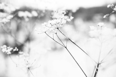 Ormandaki kuru bitkiler, hafif bir kar tabakasının altında, tarladaki bitkilerin güzel kış manzarası.