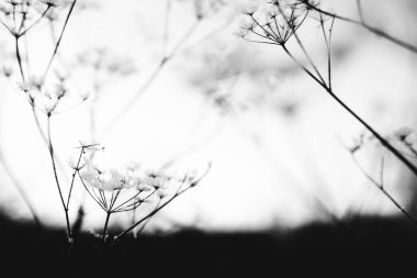 Ormandaki kuru bitkiler, hafif bir kar tabakasının altında, tarladaki bitkilerin güzel kış manzarası.