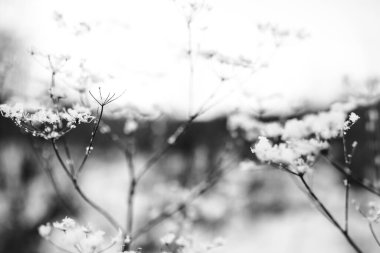 Ormandaki kuru bitkiler, hafif bir kar tabakasının altında, tarladaki bitkilerin güzel kış manzarası.