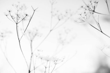 Ormandaki kuru bitkiler, hafif bir kar tabakasının altında, tarladaki bitkilerin güzel kış manzarası.