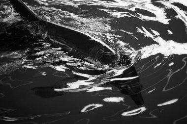 Yunus suda yüzüyor