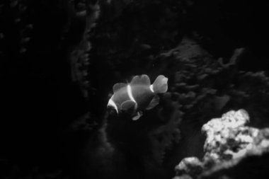 Suda yüzen bir palyaço balığının siyah-beyaz fotoğrafı, deniz yaşamının güzel karanlık fotoğrafları.