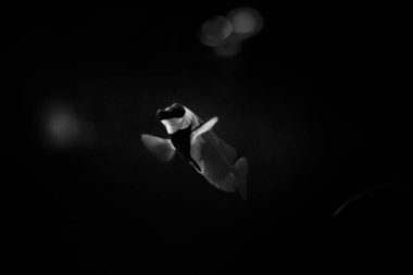 Suda yüzen bir palyaço balığının siyah-beyaz fotoğrafı, deniz yaşamının güzel karanlık fotoğrafları.