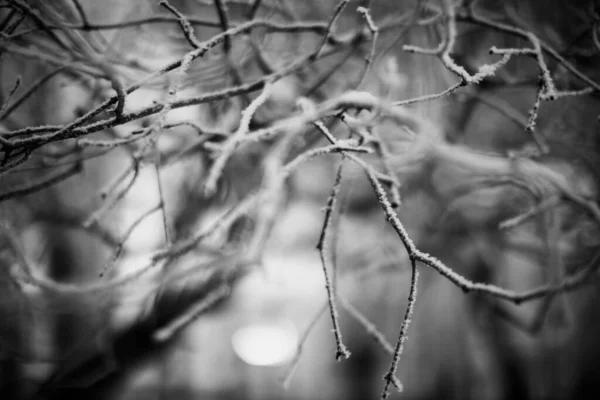 black and white photography of winter landscape, silhouettes of trees in frosty morning