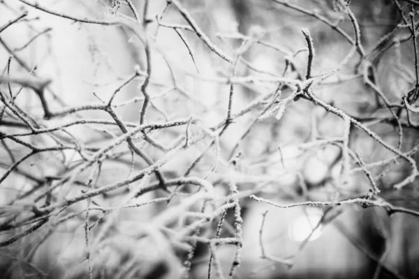 black and white photography of winter landscape, snow covered tree branches in frosty season