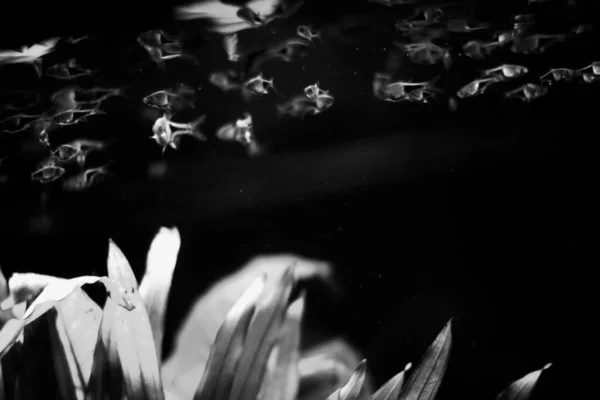 tropical fish in the ocean black and white photo