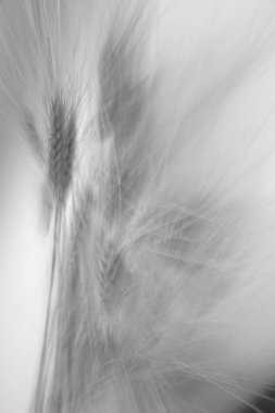 Olgun buğday başakları, beyaz arka planda bitki örtüsü. Makro fotoğrafçılık. Düz yerde, üst tarafta. Metin için alanı kopyala.