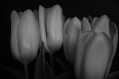 lalelerin siyah ve beyaz soyut çiçek arkaplanı