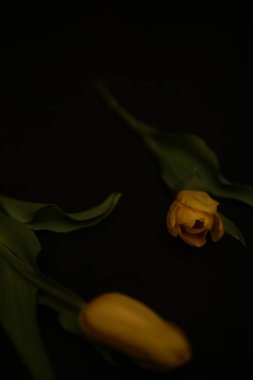 Koyu arkaplanda sarı laleler grubu. Bitki çerçevesi, metin için boşluk. Yaratıcı natürmort bitkileri, 8 Mart ve Anneler Günü için bahar çiçeği konsepti. 