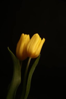 Bitkilerin makro fotoğrafları. Sarı lale tomurcukları yakın plan. Yaratıcı natürmortlar, bahar çiçekleri. En az biçimlendirilmiş konsept.