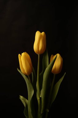 Minimum stil konsept. Siyah arka planda sarı laleler. Yaratıcı natürmort bitkileri, bahar çiçekleri.