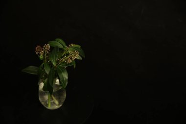  Soyut yeşil arkaplan, koyu arkaplanda güzel yapraklar. Düz konum, üst görünüm, kopyalama alanı