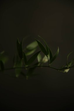  Soyut yeşil arkaplan, koyu arkaplanda güzel yapraklar. Düz konum, üst görünüm, kopyalama alanı