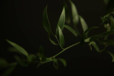  Soyut yeşil arkaplan, koyu arkaplanda güzel yapraklar. Düz konum, üst görünüm, kopyalama alanı