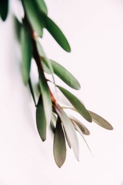 Lökosendron bitkisinin beyaz arka plandaki dalı. Üst görünüm, metin için boşluk