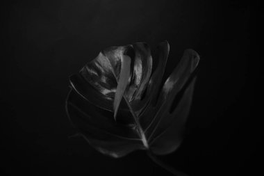 Karanlık arka planda canavar yaprağı. Palmiye yaprağı, gerçek tropikal orman yaprakları. Bitkilerin siyah beyaz fotoğrafı. Düz yatış ve üst görünüm.