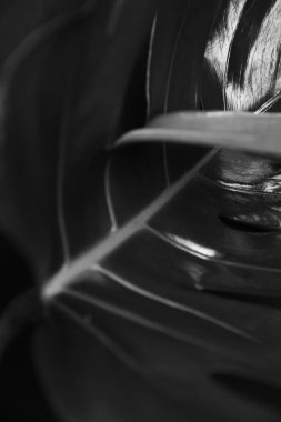 Karanlık arka planda canavar yaprağı. Palmiye yaprağı, gerçek tropikal orman yaprakları. Bitkilerin siyah beyaz fotoğrafı. Düz yatış ve üst görünüm.