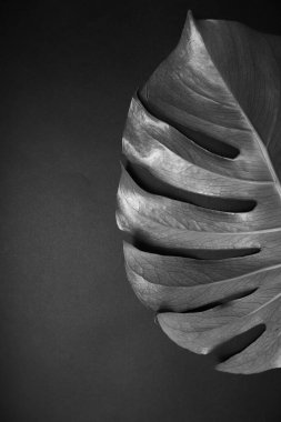 Karanlık arka planda canavar yaprağı. Palmiye yaprağı, gerçek tropikal orman yaprakları. Bitkilerin siyah beyaz fotoğrafı. Düz yatış ve üst görünüm.