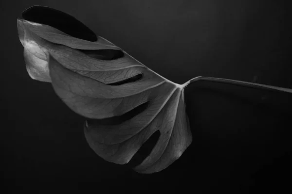 Monstera leaf on dark background. Palm leaf, Real tropical jungle foliage. Black and white photo of plants. Flat lay and top view.