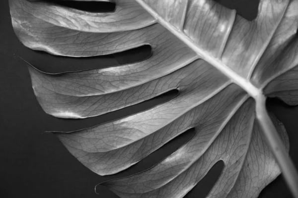 Monstera leaf on dark background. Palm leaf, Real tropical jungle foliage. Black and white photo of plants. Flat lay and top view.