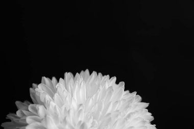 Siyah ve beyaz kasımpatı yakın plan. Koyu arkaplanda güzel bir çiçeğin stüdyo fotoğrafı. Düz konum, üst görünüm, kopyalama alanı