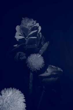 soyut mavi çiçekli arka plan, beyaz bitkilerin çoklu pozlama ve sanat fotoğrafları