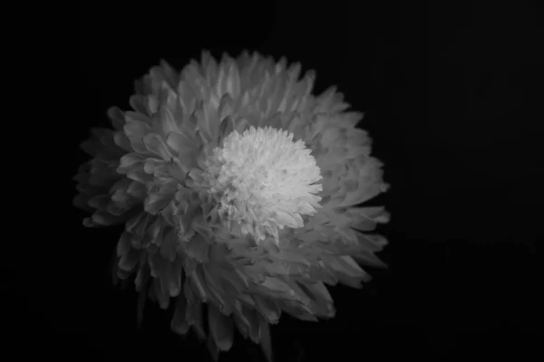 Black and white floral background. Art photography of chrysanthemums, multi-exposure and minimalism. Trendy creative modern summer fashion concept.