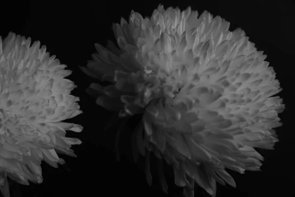 Black and white floral background. Art photography of chrysanthemums, multi-exposure and minimalism. Trendy creative modern summer fashion concept.