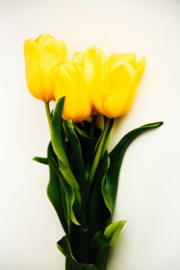 Soyut çiçek arkaplanı. Beyaz arka planda sarı laleler. Düz yatıyordu, çiçeklerle süslü bayram konsepti.