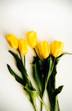 Soyut çiçek arkaplanı. Beyaz arka planda sarı laleler. Düz yatıyordu, çiçeklerle süslü bayram konsepti.