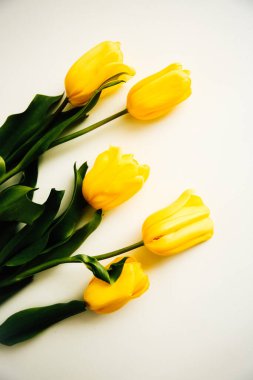 Soyut çiçek arkaplanı. Beyaz arka planda sarı laleler. Düz yatıyordu, çiçeklerle süslü bayram konsepti.