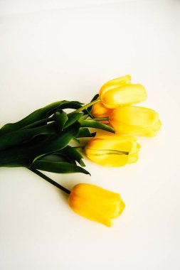 Soyut çiçek arkaplanı. Beyaz arka planda sarı laleler. Düz yatıyordu, çiçeklerle süslü bayram konsepti.