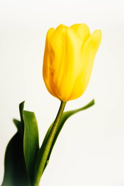 Beyaz arka planda sarı lale çiçeği. Düz yatıyordu, çiçeklerle süslü bayram konsepti.