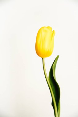 Beyaz arka planda sarı lale çiçeği. Düz yatıyordu, çiçeklerle süslü bayram konsepti.