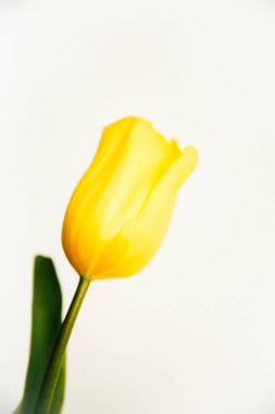 Beyaz arka planda sarı lale çiçeği. Düz yatıyordu, çiçeklerle süslü bayram konsepti.