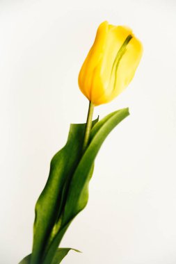 Beyaz arka planda sarı lale çiçeği. Düz yatıyordu, çiçeklerle süslü bayram konsepti.