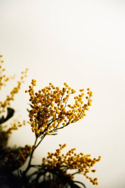 Sarı bitkiler, soyut mimoza çiçeği arka plan yakın plan