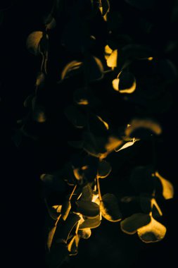 Soyut okaliptüs, kuru bitkisel hayat. Bitkinin bulanık film fotoğrafı